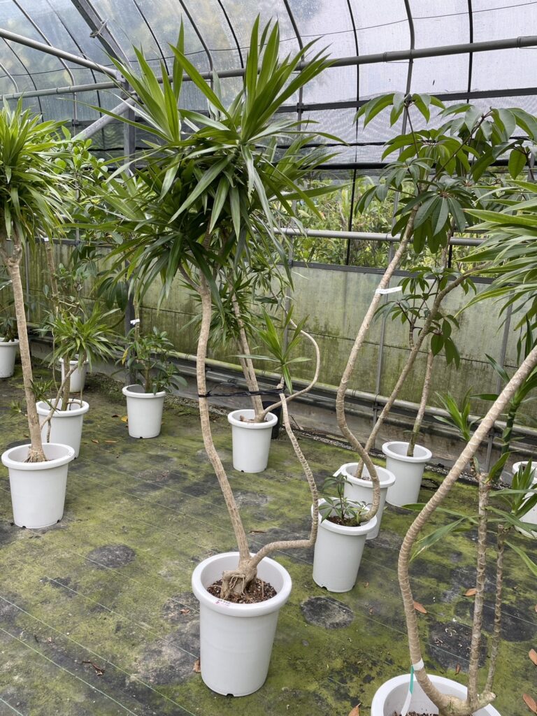 ドラセナ・ナビー：沖縄のスタイリッシュな観葉植物の育て方 | 沖縄県 